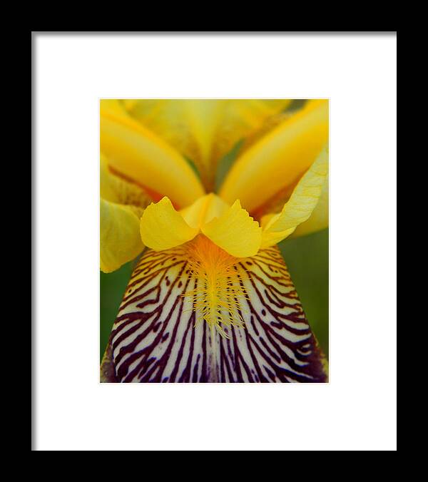 Bearded Framed Print featuring the photograph Bearded Iris by Mark J Seefeldt