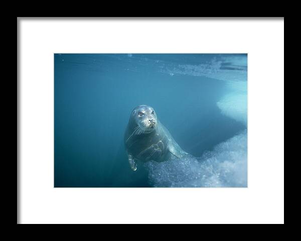 00123513 Framed Print featuring the photograph Bearded Seal Underwater Norway by Flip Nicklin