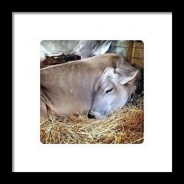 Livestock Framed Print featuring the photograph Beautiful Brown Swiss by Natasha Marco