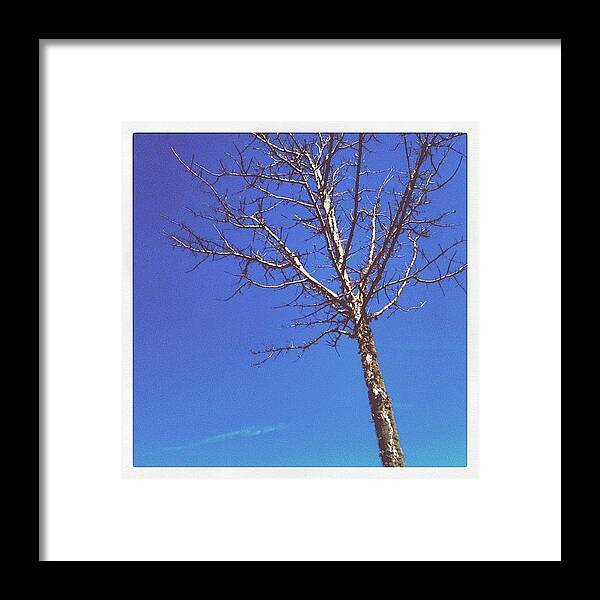 Beautiful Framed Print featuring the photograph #beautiful #day!(: #tree #sky by Seth Stringer