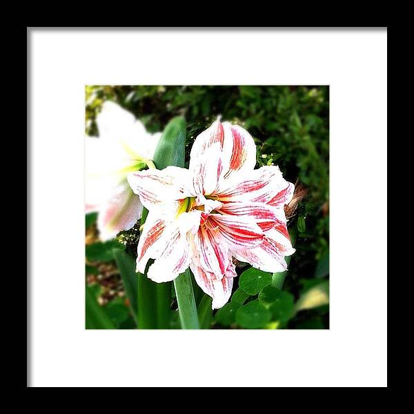 Beautiful Framed Print featuring the photograph #beautiful #flower #gang_family by Jason Fang