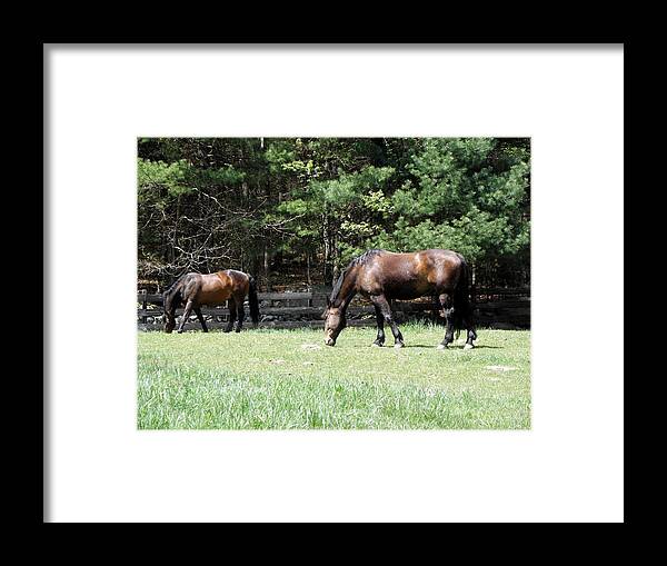 Horse Photography Framed Print featuring the photograph Beautiful Geldings Grazing by Kim Galluzzo