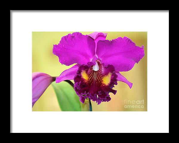 Orchid Framed Print featuring the photograph Beautiful Hot Pink Orchid by Sabrina L Ryan