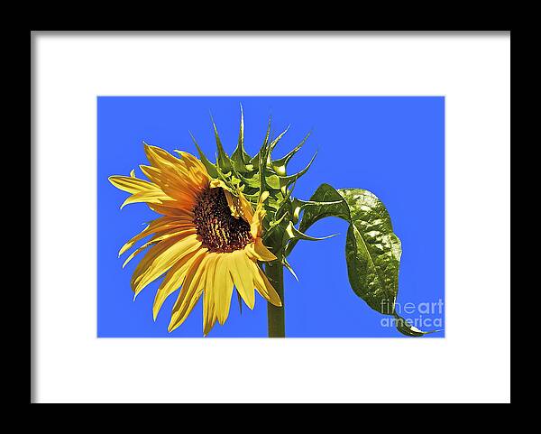 Sunflower Framed Print featuring the photograph Beautiful Moves In Curves by Gwyn Newcombe