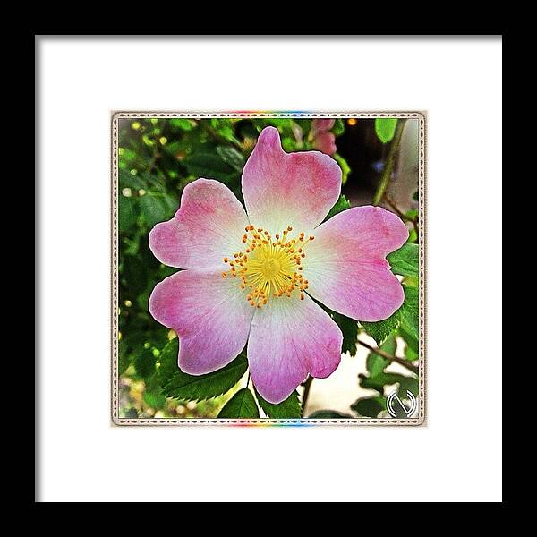 Beautiful Framed Print featuring the photograph #beautiful #spring #flower For The by Mr Etso