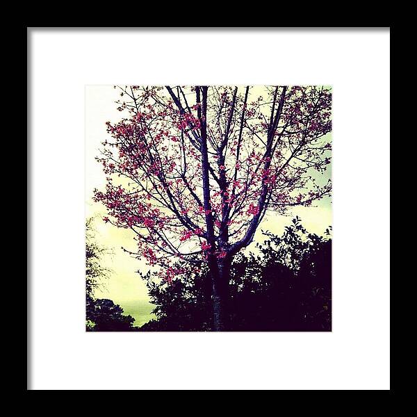 Beautiful Framed Print featuring the photograph #beautiful #tree I Came Across This by Seth Stringer