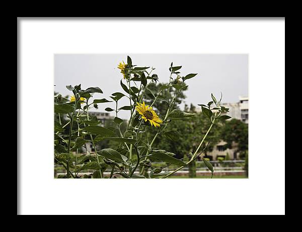 Amritsar Framed Print featuring the photograph Beautiful yellow flower in a garden by Ashish Agarwal