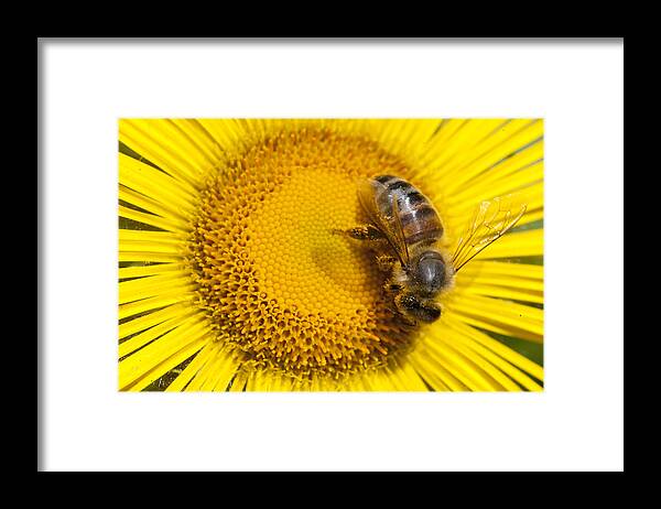 Mp Framed Print featuring the photograph Bee Apidae On Alpine Sunflower by Matthias Breiter