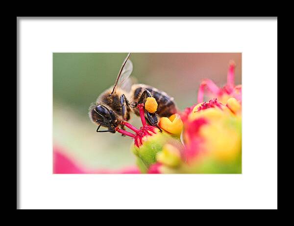 Bees Framed Print featuring the photograph Bee At Work by Ralf Kaiser