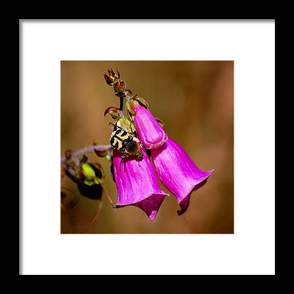 Bee Beetle Framed Print featuring the photograph Bee beetle by Gavin Macrae