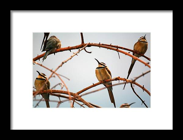 Bird Framed Print featuring the photograph Bee Eaters by Karol Livote