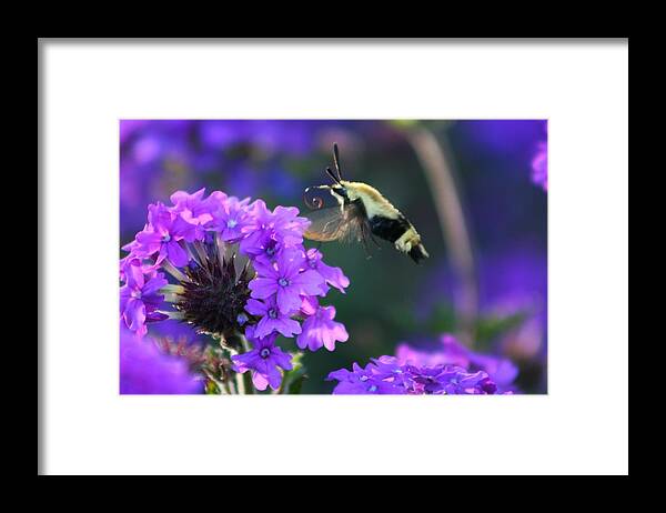 Bee Framed Print featuring the photograph Bee Fur-eal by Phil Cappiali Jr