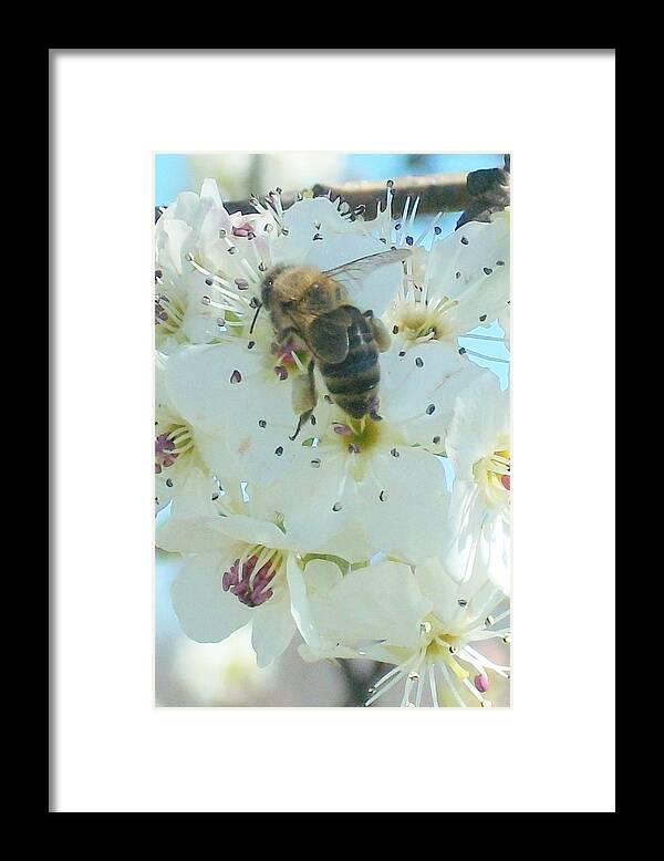Bees Honey Bees Insects Flowers Garden Trees Ornamentals Framed Print featuring the digital art Bee Nice by Wide Awake Arts