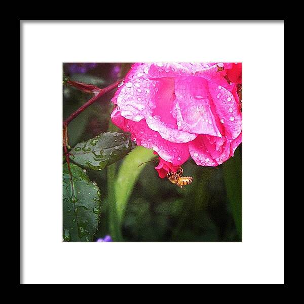 Bee Framed Print featuring the photograph Bee on a Rose by Lizzy M