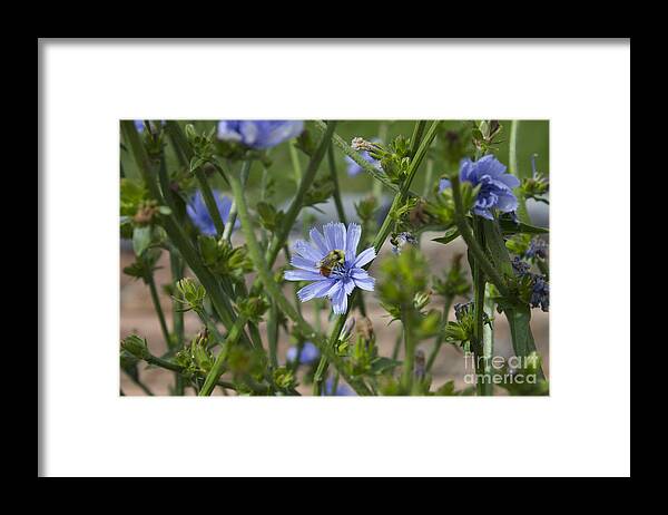 New Florals Framed Print featuring the photograph Bee on Romaine Flower by Donna L Munro