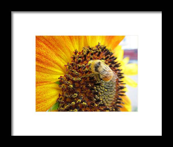 Insects Framed Print featuring the photograph Bee working by Jesse Woodward