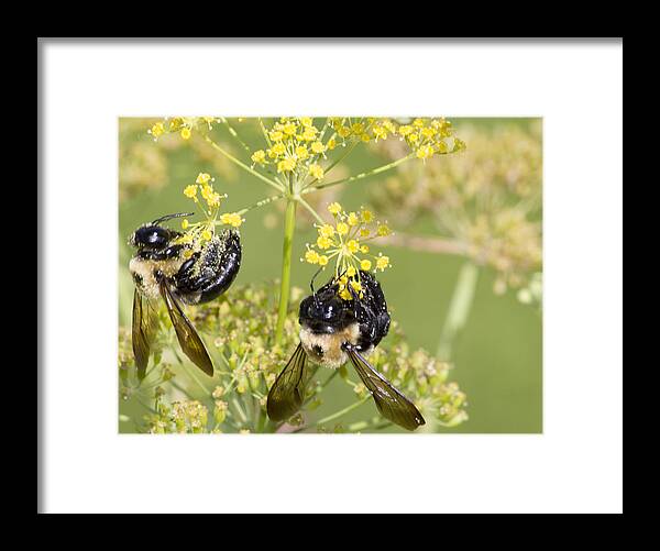 Bee Framed Print featuring the photograph Bees at wprk by Shelley Bain