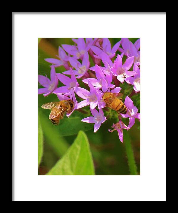 Bees Framed Print featuring the photograph Bees One by Craig Wood