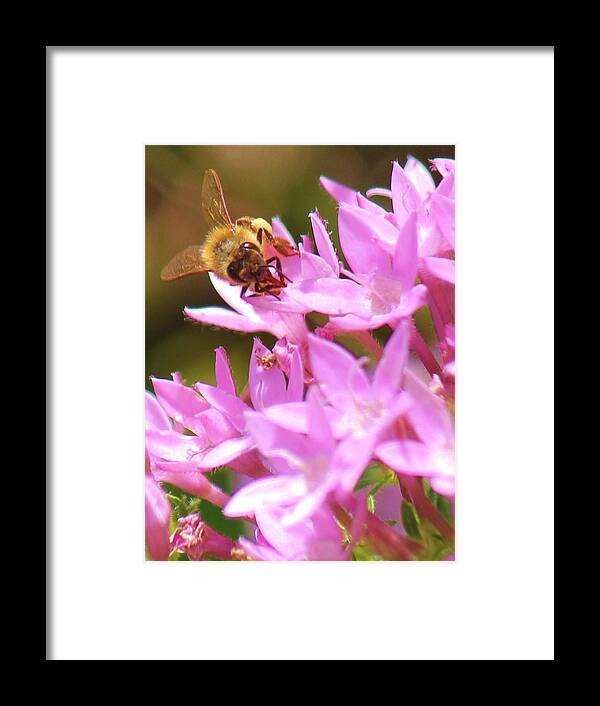 Bees Framed Print featuring the photograph Bees Two by Craig Wood