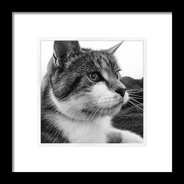 Cat Framed Print featuring the photograph Beholder by Rillaith