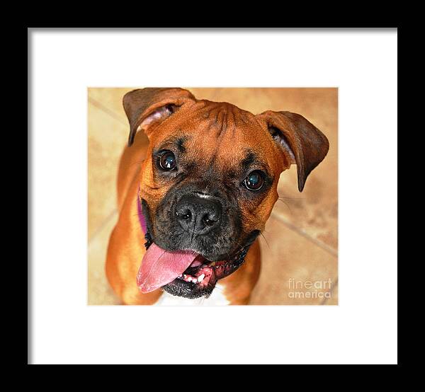 Dog Framed Print featuring the photograph Bella the Beautiful II by John Black