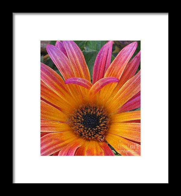 Flower Framed Print featuring the photograph Beloved by Tina Marie