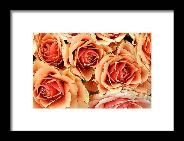 Kg Framed Print featuring the photograph Bergen Roses by KG Thienemann