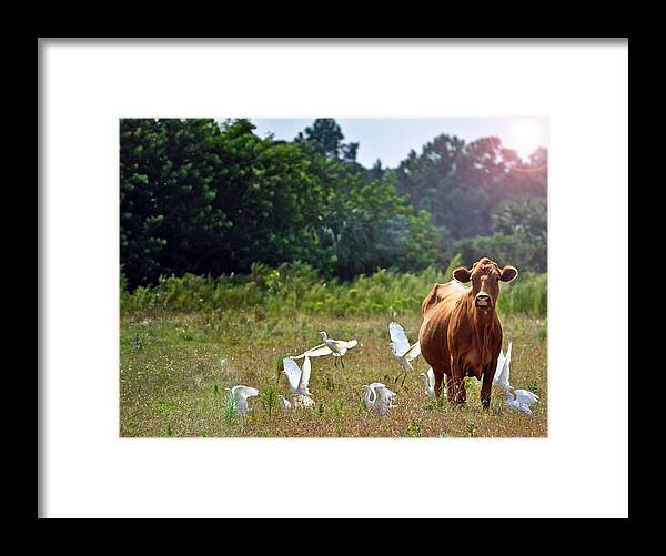 Cow Framed Print featuring the photograph Bessy by Tammy Lee Bradley