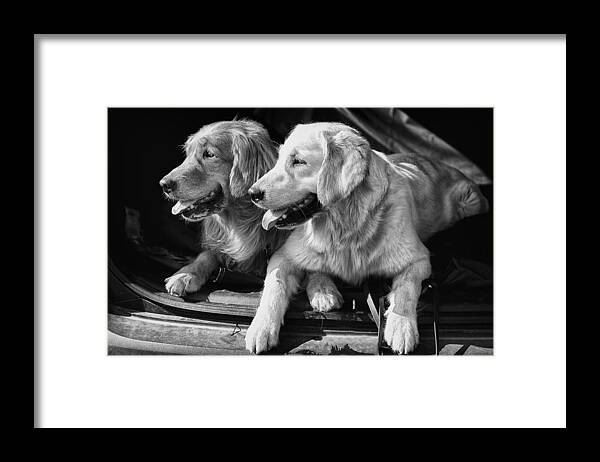 Dogs Framed Print featuring the photograph Best Buddies by Eunice Gibb