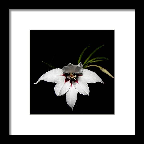 White Flower Framed Print featuring the photograph Bianco Floater by Kim Galluzzo Wozniak