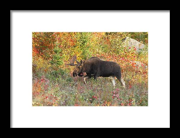 Nature Framed Print featuring the photograph Big Bull in Autumn Splendor by Duane Cross