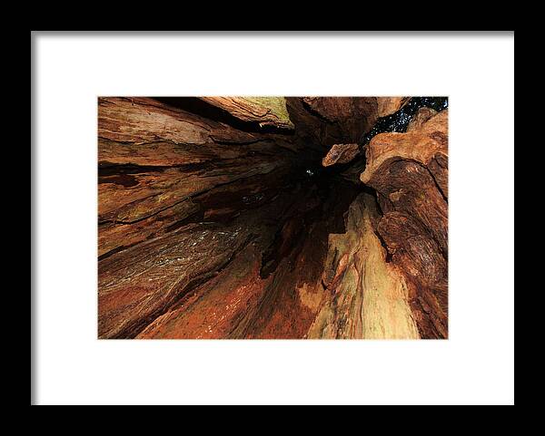 Cedar Framed Print featuring the photograph Big Cedar by Michael Merry