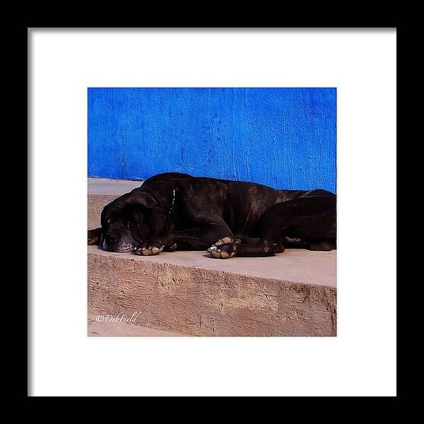  Framed Print featuring the photograph Big Old Dog Watching Life by Deb - Jim Photograhy