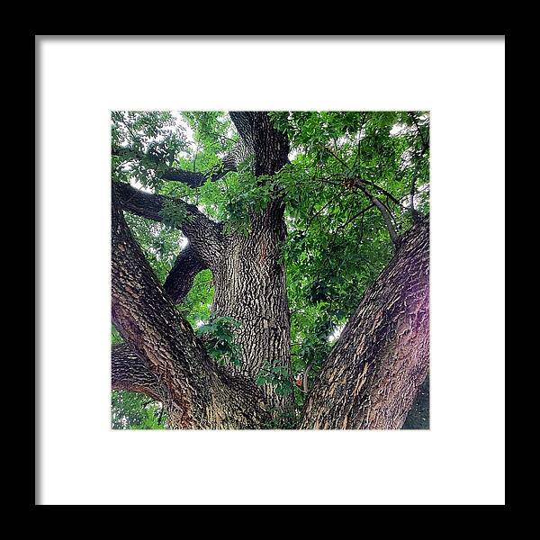 Instagram Framed Print featuring the photograph Big Old #tree In Downtown Of Lexington by Irina Moskalev