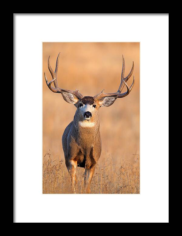 Mule Deer Framed Print featuring the photograph Big Sky by D Robert Franz