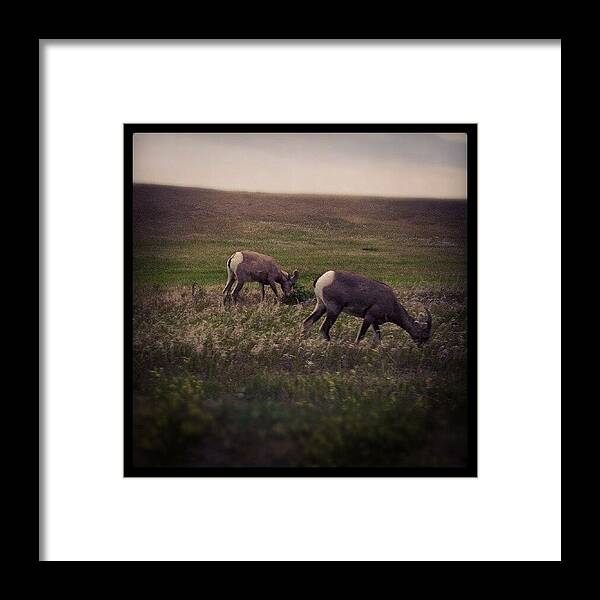 Sheep Framed Print featuring the photograph Bighorn Sheep by Cody Proctor