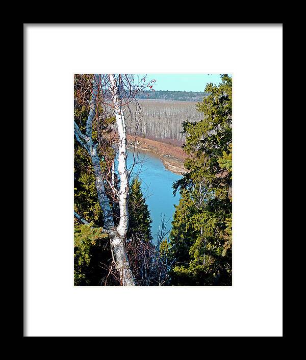 White Birch Framed Print featuring the photograph Birch Forest by S Paul Sahm