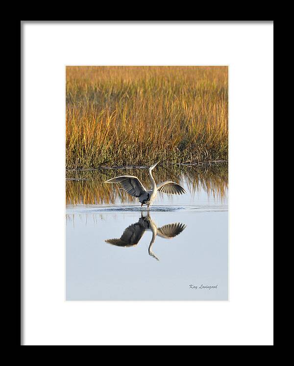 Great Blue Heron Framed Print featuring the photograph Bird Dance by Kay Lovingood
