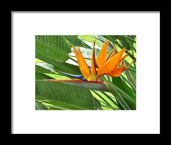 Bird Of Paradise Framed Print featuring the photograph Bird of Paradise by Craig Wood