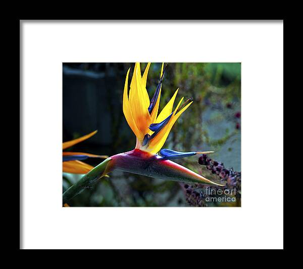 Fine Art Photography Framed Print featuring the photograph Bird of Paradise by Patricia Griffin Brett