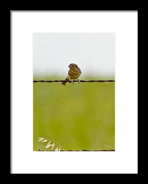 Bird Framed Print featuring the photograph Bird on a Wire by Teresa Dixon