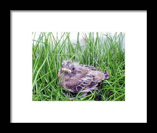 Bird Framed Print featuring the photograph Birdling by Dark Whimsy