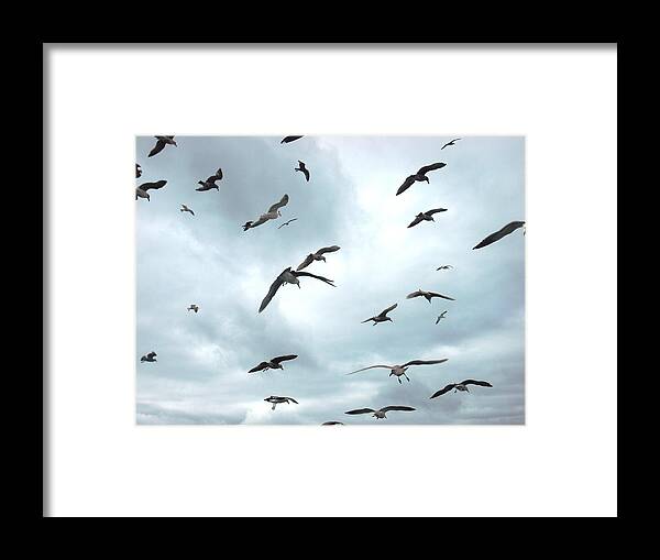 California Framed Print featuring the photograph Birds in Bodega Bay by Kelly Manning