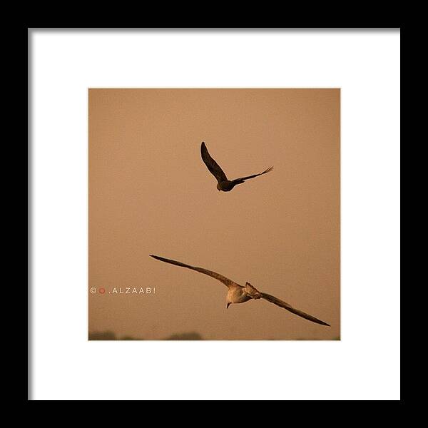 Beautiful Framed Print featuring the photograph #birds #nature #idea #ideas #innovation by Omar Alzaabi