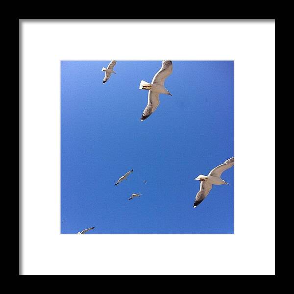 Instagram Framed Print featuring the photograph #birds #sky #morocco #nature by Soredewa Seitai
