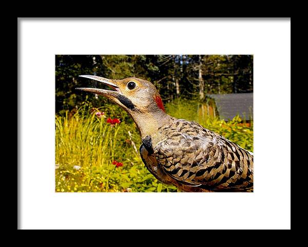 Flicker Framed Print featuring the photograph BIRDS Young Flicker by William OBrien