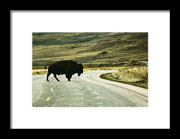 Utah Framed Print featuring the photograph Bison crossing Highway by Marilyn Hunt