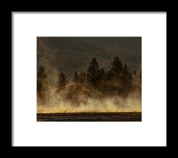 Bison Framed Print featuring the photograph Bison In The Mist by Ray Kent