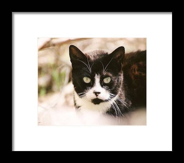 Tuxedo Cat Framed Print featuring the photograph Black and White Feral Cat by Chriss Pagani