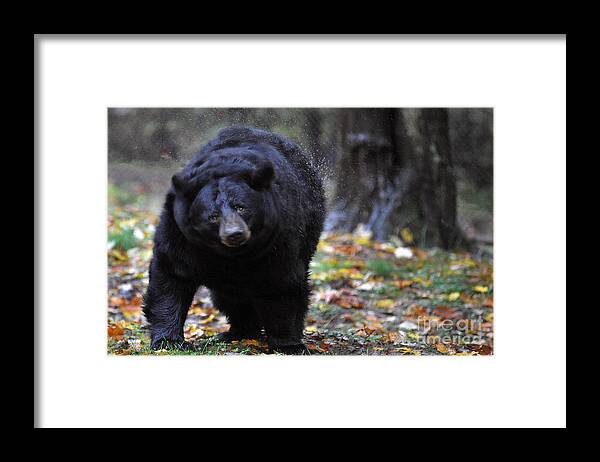 Black Bear Framed Print featuring the photograph Black bear shaking water off by Dan Friend